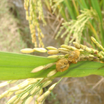 2-grains transformed into a mass of yellow fruiting bodies